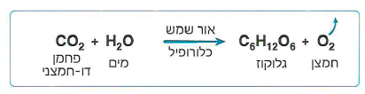 (בספר איור)